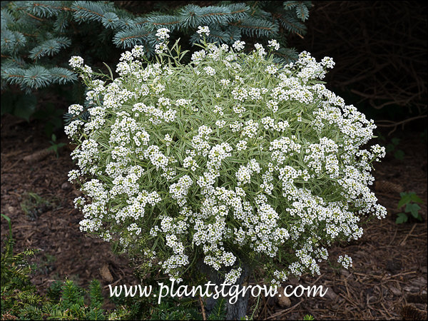 Frosty Knight Alyssum (Lobularia)  
This potted plant is growing in about 1/2 day sun, in front of a Fat Albert Spruce.